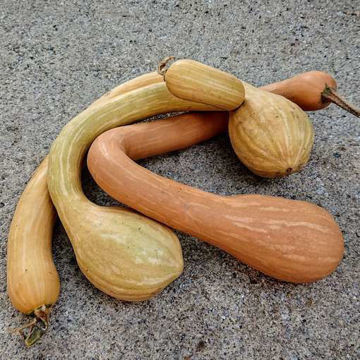 Tromboncino Tromboncino