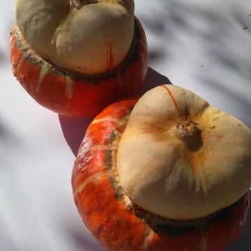 Turk’s Turban Turk’s Turban