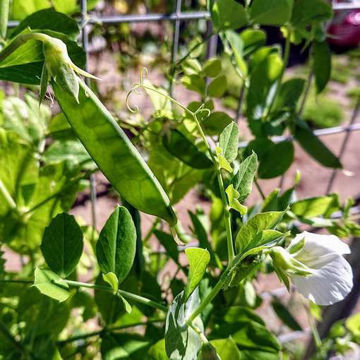 Arvidsjaur Snow Pea Arvidsjaur Snow Pea