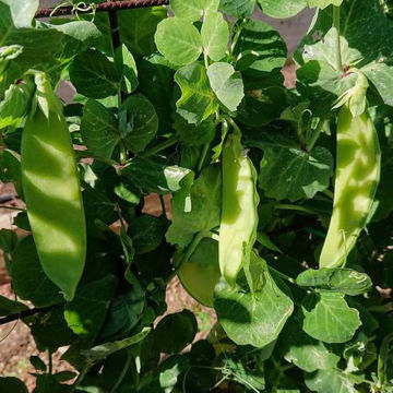 Bamby Snow Pea Bamby Snow Pea