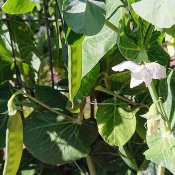 Evy i Våthult Snow Pea Evy i Våthult Snow Pea