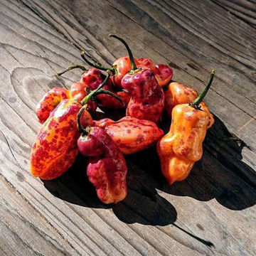 Pockmark Orange Chili Pepper Pockmark Orange Chili Pepper