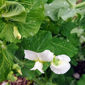 Gnesta Favorit Marrowfat Pea Gnesta Favorit Marrowfat Pea