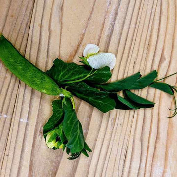 Breslau Marrowfat Pea Breslau Marrowfat Pea