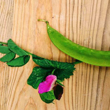Gigante Svizzero Snow Pea Gigante Svizzero Snow Pea