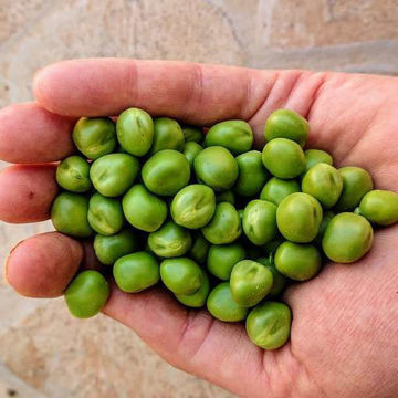 Kulla Marrowfat Pea Kulla Marrowfat Pea
