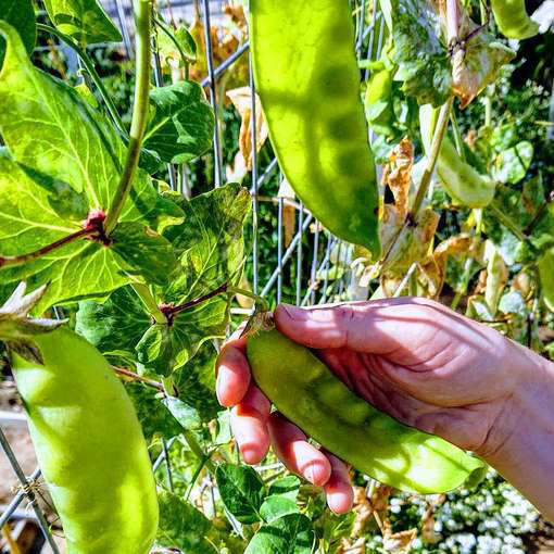 Lokförare Bergfälts Jätteärt Snow Pea