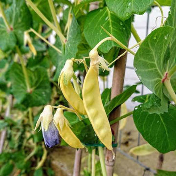 Märta Snow Pea Märta Snow Pea