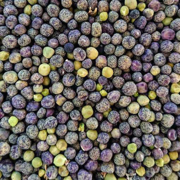 Rättviksärt Grey Pea Rättviksärt Grey Pea