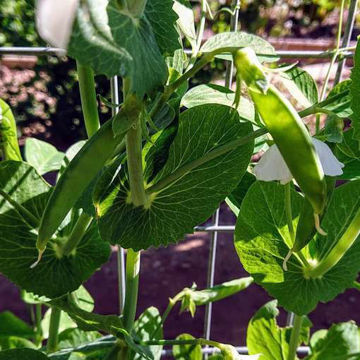 Svartbjörsbyn Snow Pea Svartbjörsbyn Snow Pea