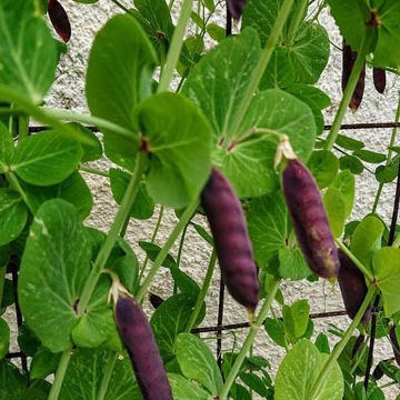Visingsö Marrowfat Pea Visingsö Marrowfat Pea