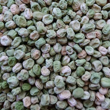 Zinkgruvan Marrowfat Pea Zinkgruvan Marrowfat Pea