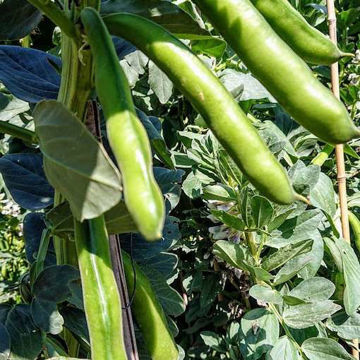Solberga Broad Bean Solberga Broad Bean