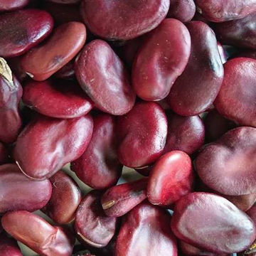 Red Epicure Broad Bean Red Epicure Broad Bean