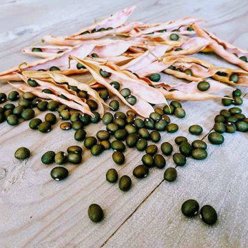 Fort Portal Jade Bean Fort Portal Jade Bean