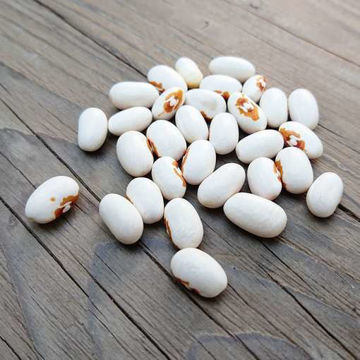 Hermelin Bean Hermelin Bean