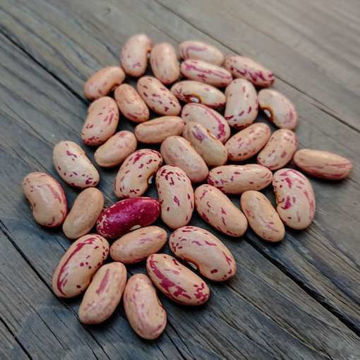 Mor Kristin Spritböna Bush Bean Mor Kristin Spritböna Bush Bean