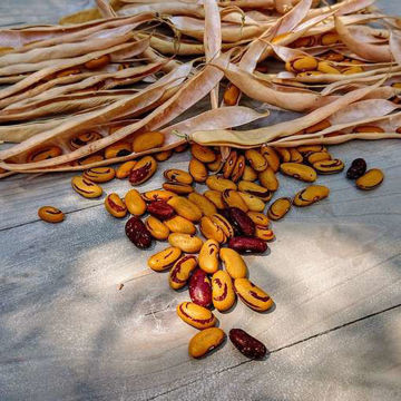 Ojo de Tigre Pole Bean Ojo de Tigre Pole Bean
