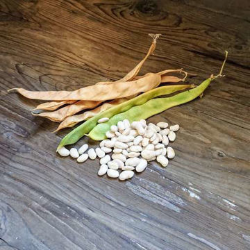 Syn Bonen Pole Bean Syn Bonen Pole Bean