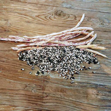 Green Striped Yard Long Bean Green Striped Yard Long Bean