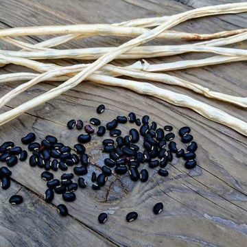 Black Seeded Long Bean Black Seeded Long Bean