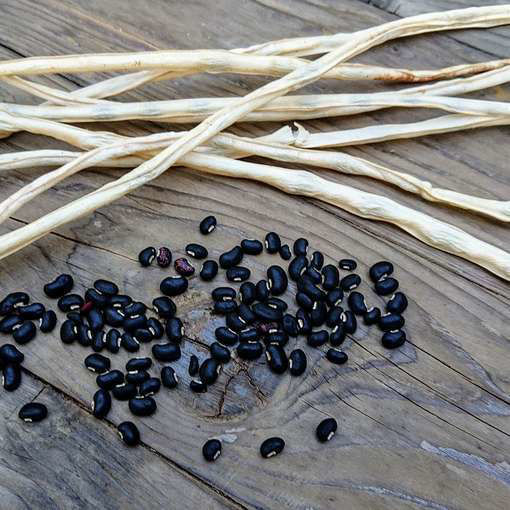 Black Seeded Long Bean
