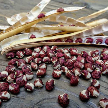 Ozark Razorback Cowpea Ozark Razorback Cowpea