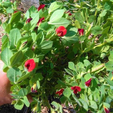 Asparagus Pea Asparagus Pea