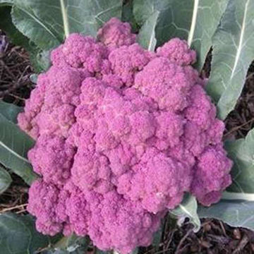 Purple of Sicily Cauliflower Purple of Sicily Cauliflower