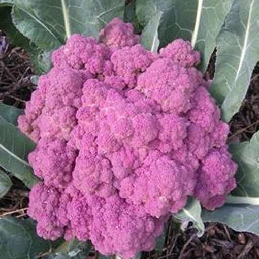 Purple of Sicily Cauliflower