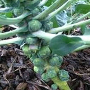 Long Island Brussels Sprouts Long Island Brussels Sprouts