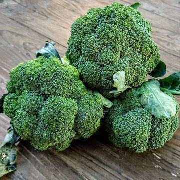 Ramoso Calabrese Broccoli Ramoso Calabrese Broccoli