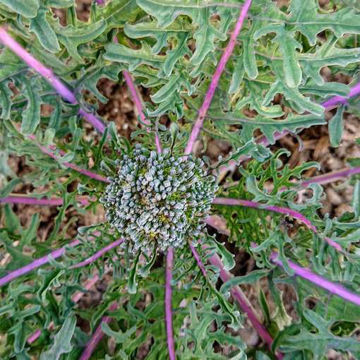 Purple Peacock Broccoli Purple Peacock Broccoli