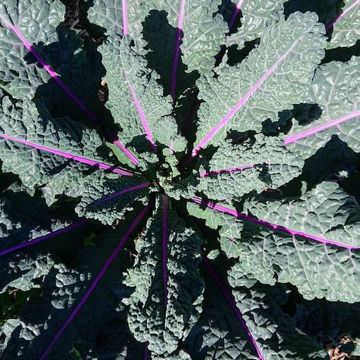Dazzling Blue Kale Dazzling Blue Kale