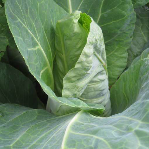 Wheelers Imperial Cabbage