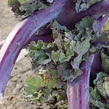 Petit Posy Kalettes Petit Posy Kalettes