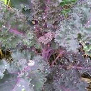 Scarlet Kale Scarlet Kale