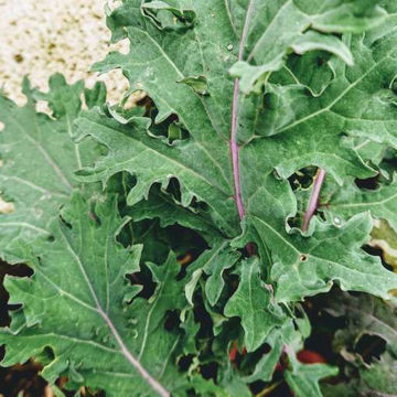 Red Russian Kale Red Russian Kale