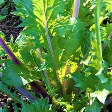 Pink Lettucy Asian Green Pink Lettucy Asian Green