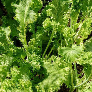 Southern Giant Curled Mustard Southern Giant Curled Mustard