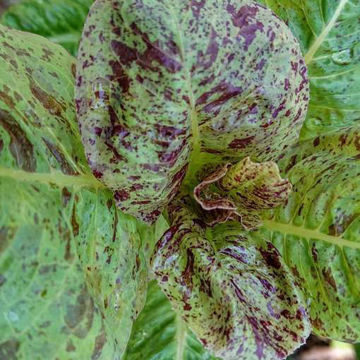 Freckles Lettuce Freckles Lettuce