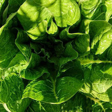Jericho Lettuce Jericho Lettuce