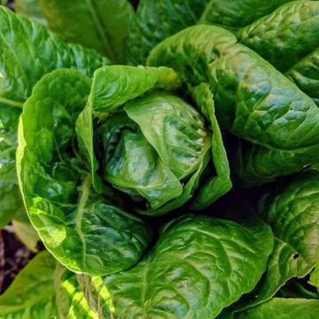 Little Gem Lettuce Little Gem Lettuce