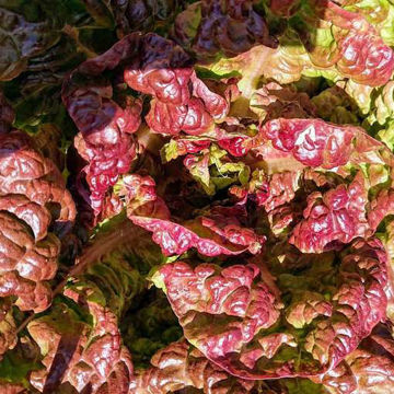 Merveille Des Quatre Saisons Lettuce Merveille Des Quatre Saisons Lettuce