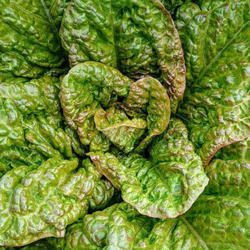 Bronzed Arrowhead NOT Lettuce Bronzed Arrowhead NOT Lettuce