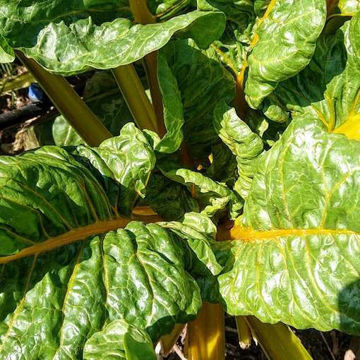 Bright Yellow Swiss Chard Bright Yellow Swiss Chard