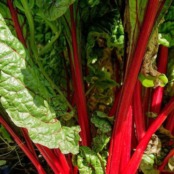 Rhubarb Chard Swiss Chard Rhubarb Chard Swiss Chard