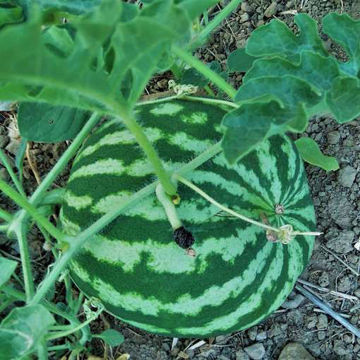 Crimson Sweet Watermelon Crimson Sweet Watermelon