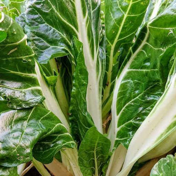 White Pencosa Swiss Chard White Pencosa Swiss Chard