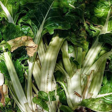 Verde da Taglio Argentata Swiss Chard Verde da Taglio Argentata Swiss Chard